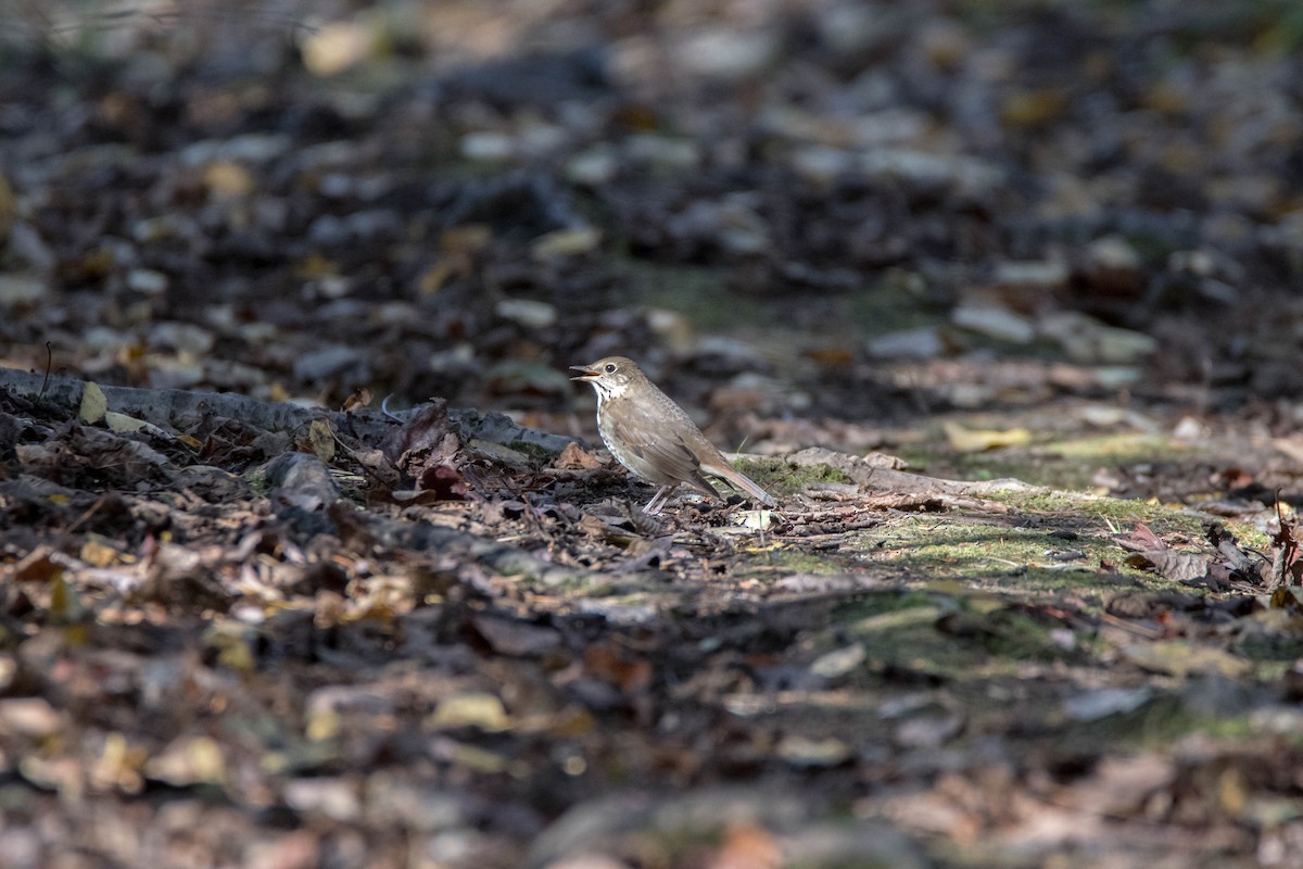 Hermit Thrush - Yannick Fleury