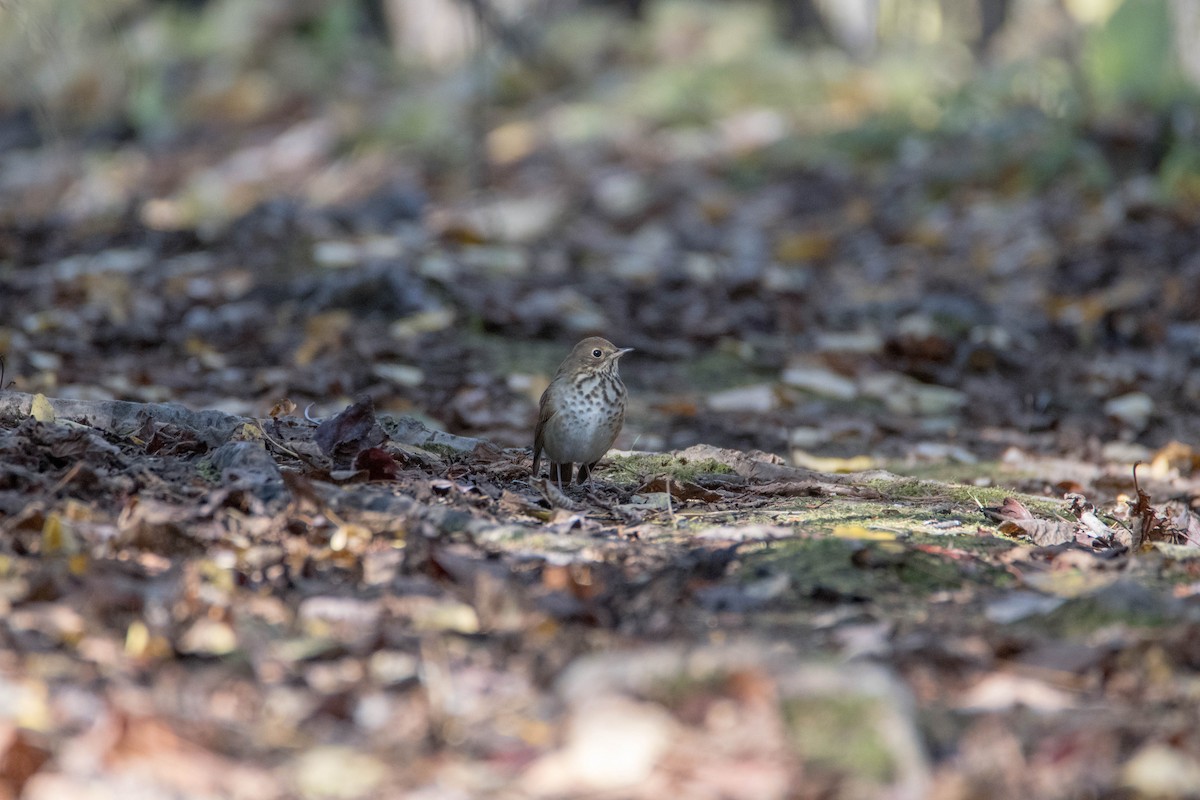 Hermit Thrush - ML72628211