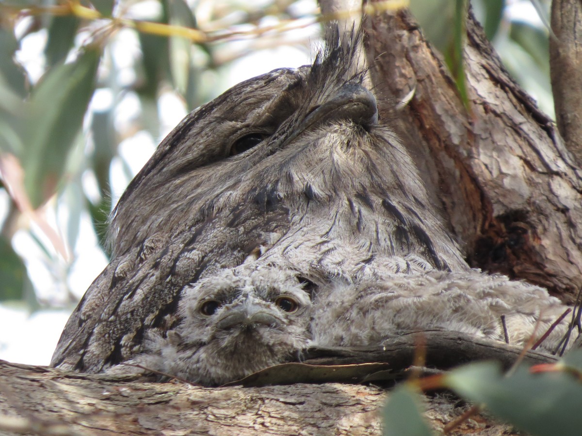 Tawny Frogmouth - ML72629271