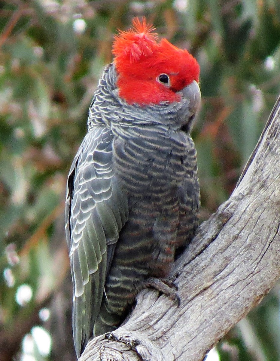 Cacatoès à tête rouge - ML72629291