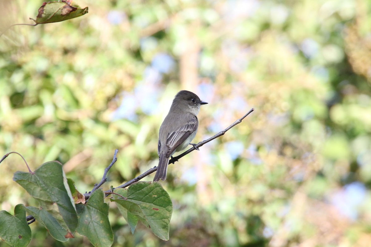 Eastern Phoebe - ML72629851