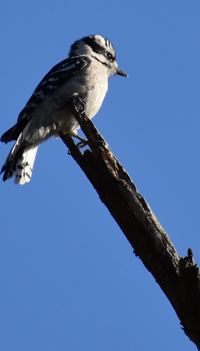 Downy Woodpecker - ML72630411