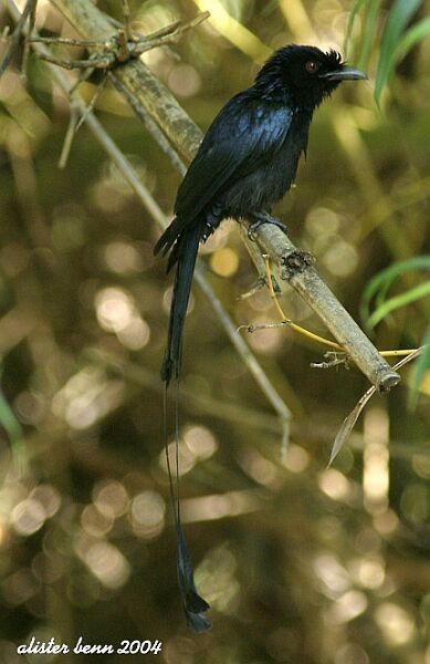 Greater Racket-tailed Drongo - Alister Benn