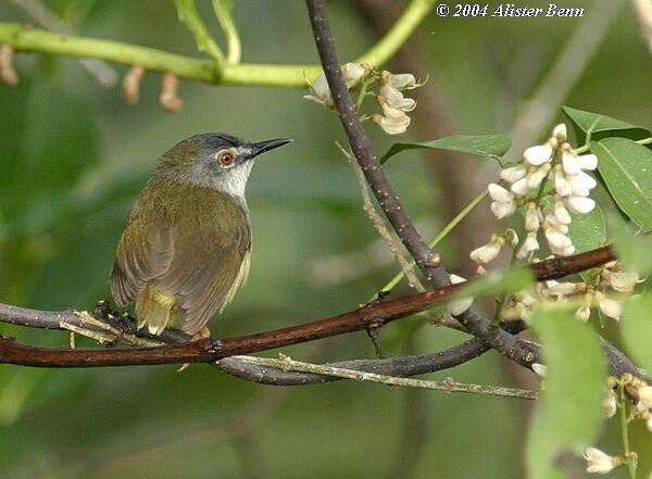 Prinia à ventre jaune (groupe flaviventris) - ML726311