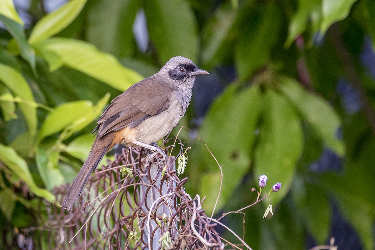 Masked Laughingthrush - John Clough