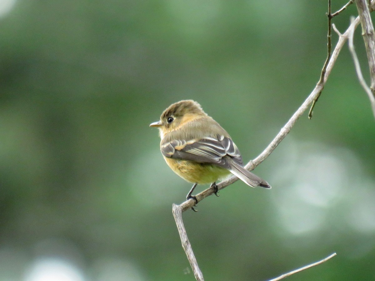 Buff-breasted Flycatcher - John van Dort