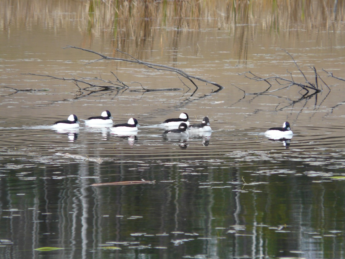 Bufflehead - ML72633001