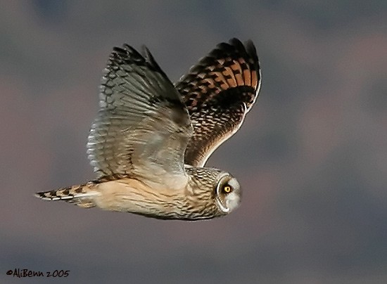 Hibou des marais (flammeus) - ML726339