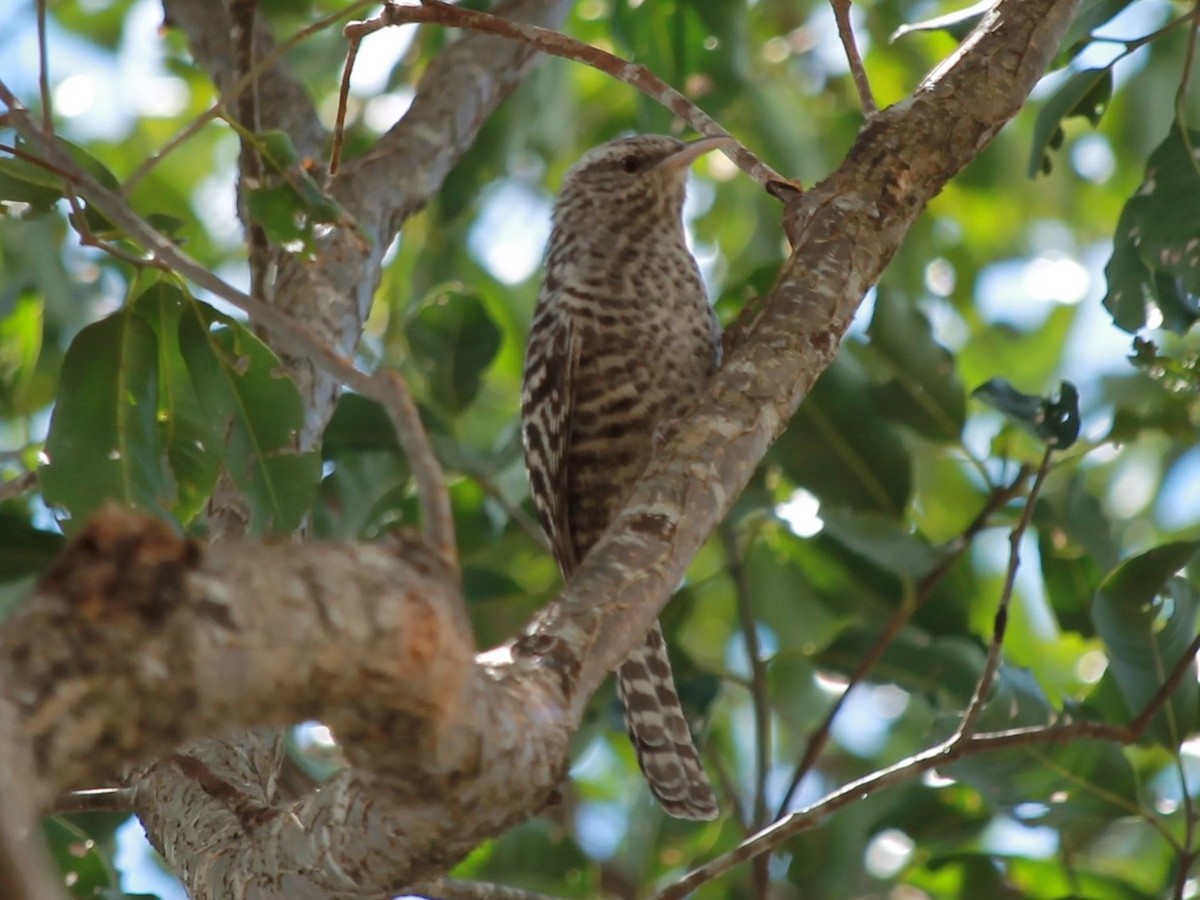 Fasciated Wren - ML72633911