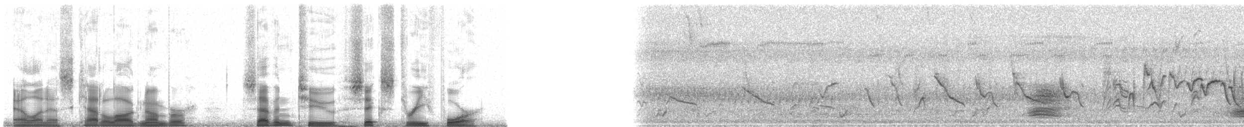 Рисоїд нікарагуанський - ML72634