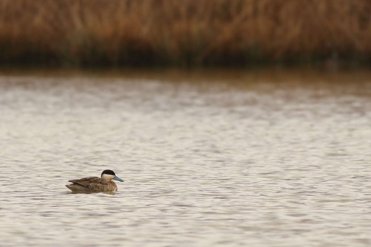 Puna Teal - ML72636141