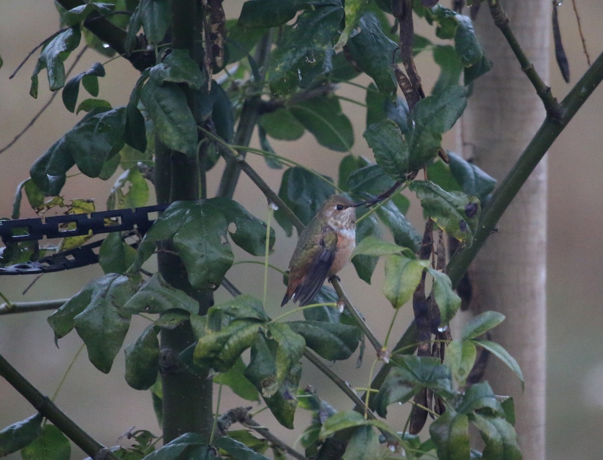 Rufous Hummingbird - Brad Elvert