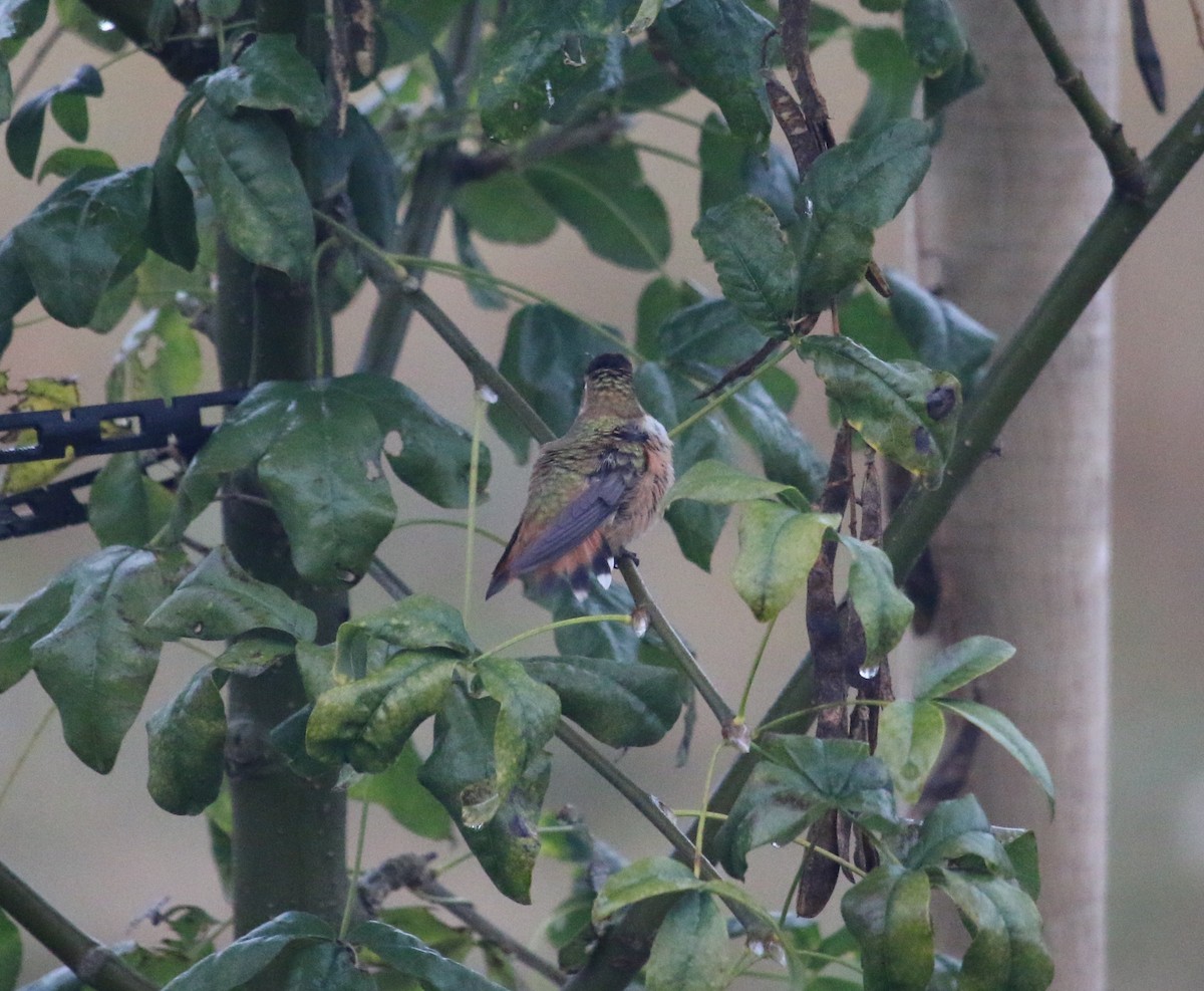 Rufous Hummingbird - Brad Elvert