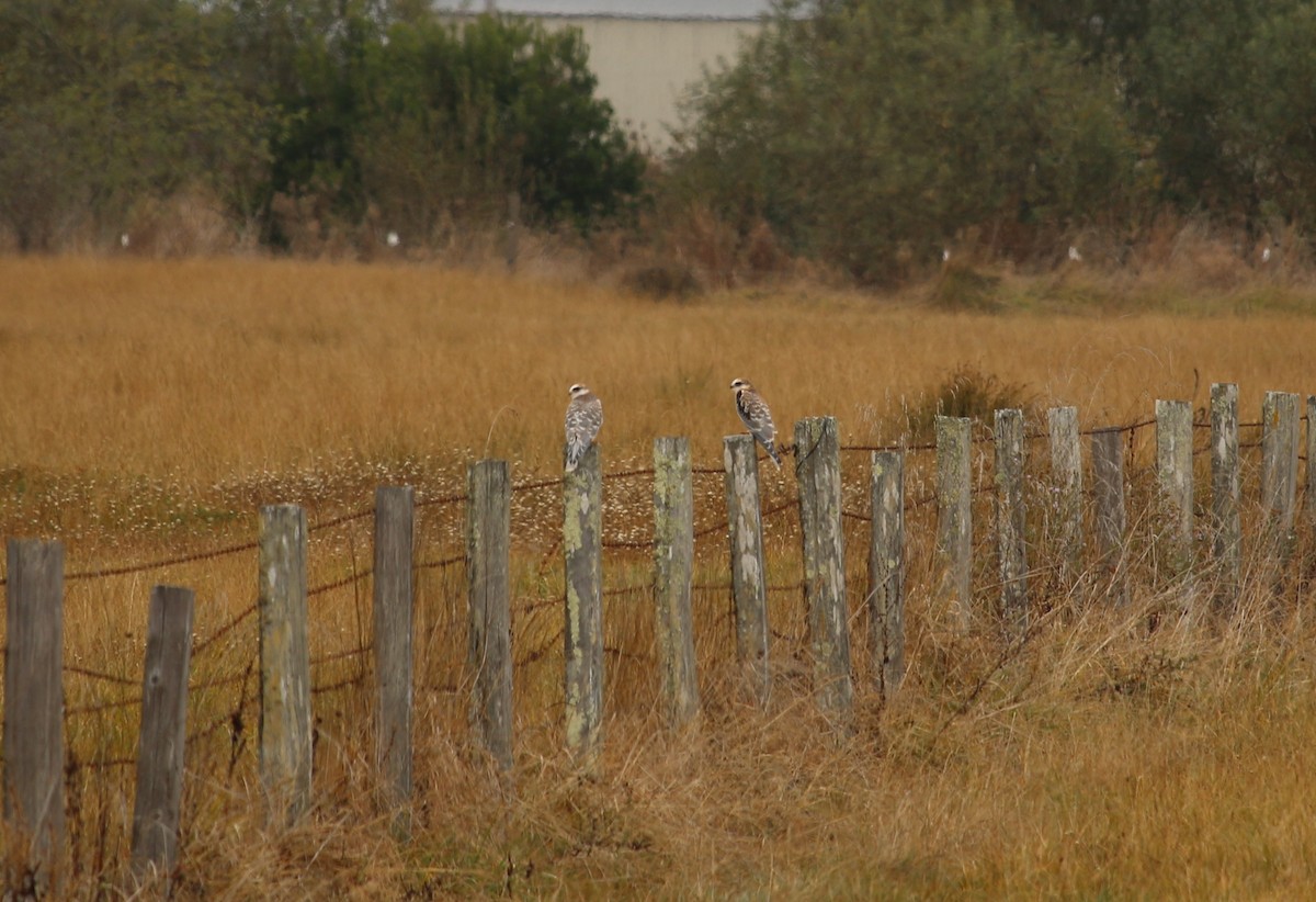 White-tailed Kite - ML72636761