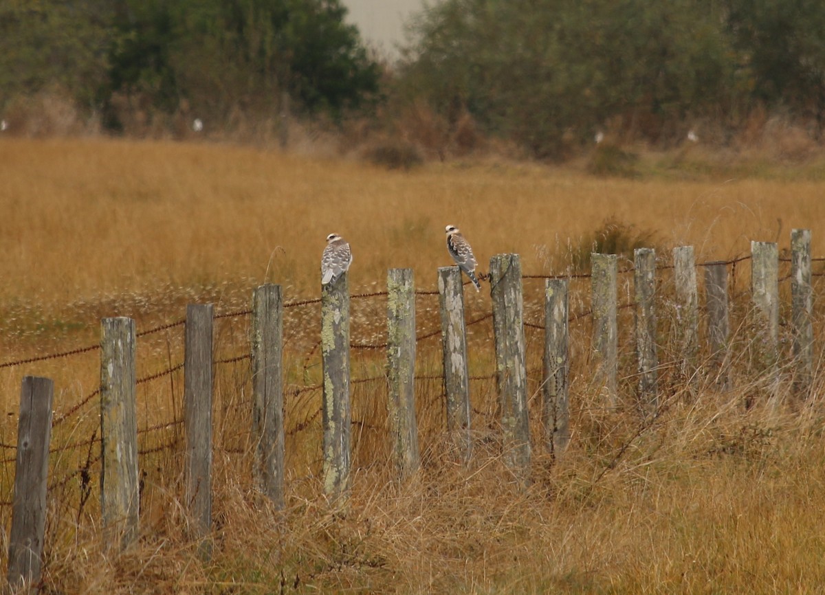 White-tailed Kite - ML72636781