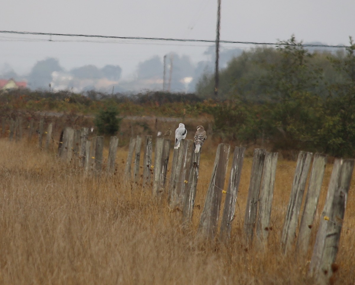 White-tailed Kite - ML72636801