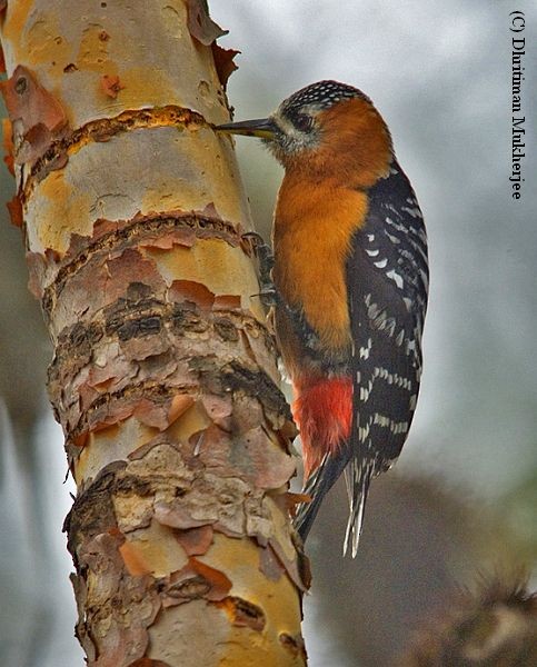 Rufous-bellied Woodpecker - ML726369