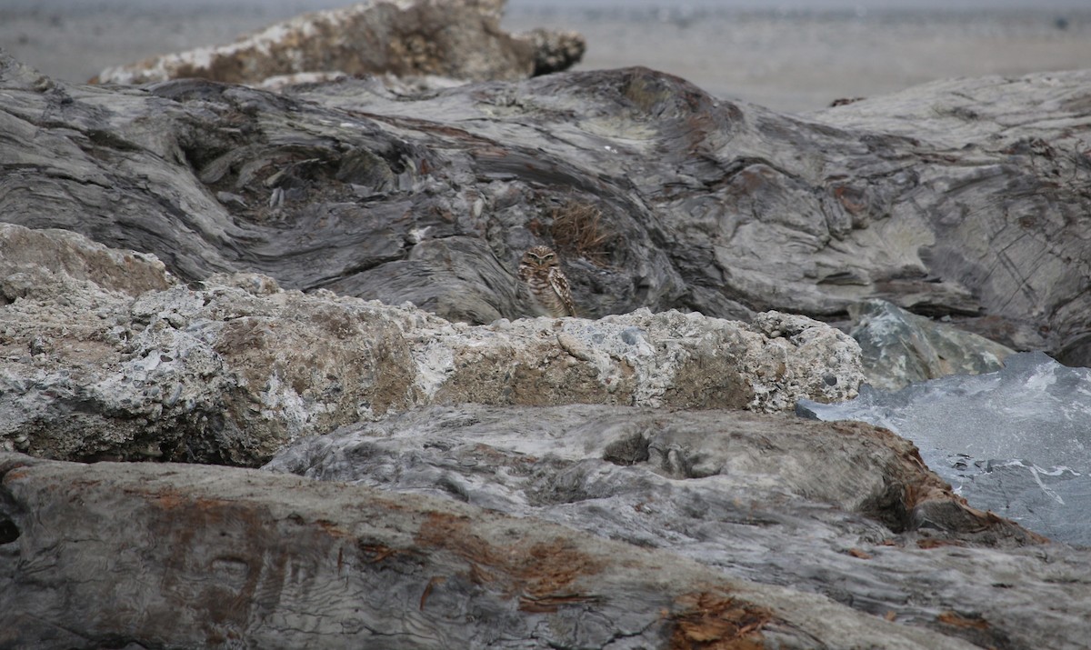 Burrowing Owl - ML72637211