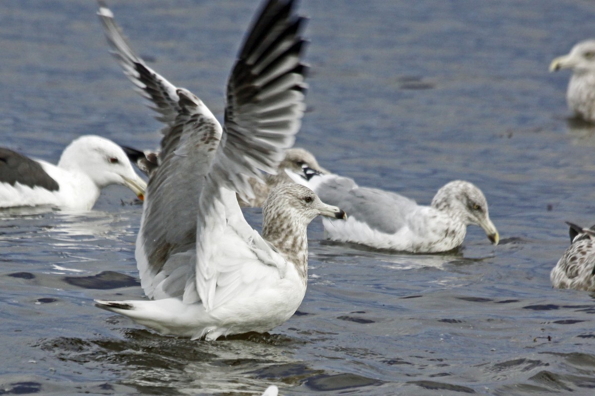 Ring-billed Gull - ML72637281