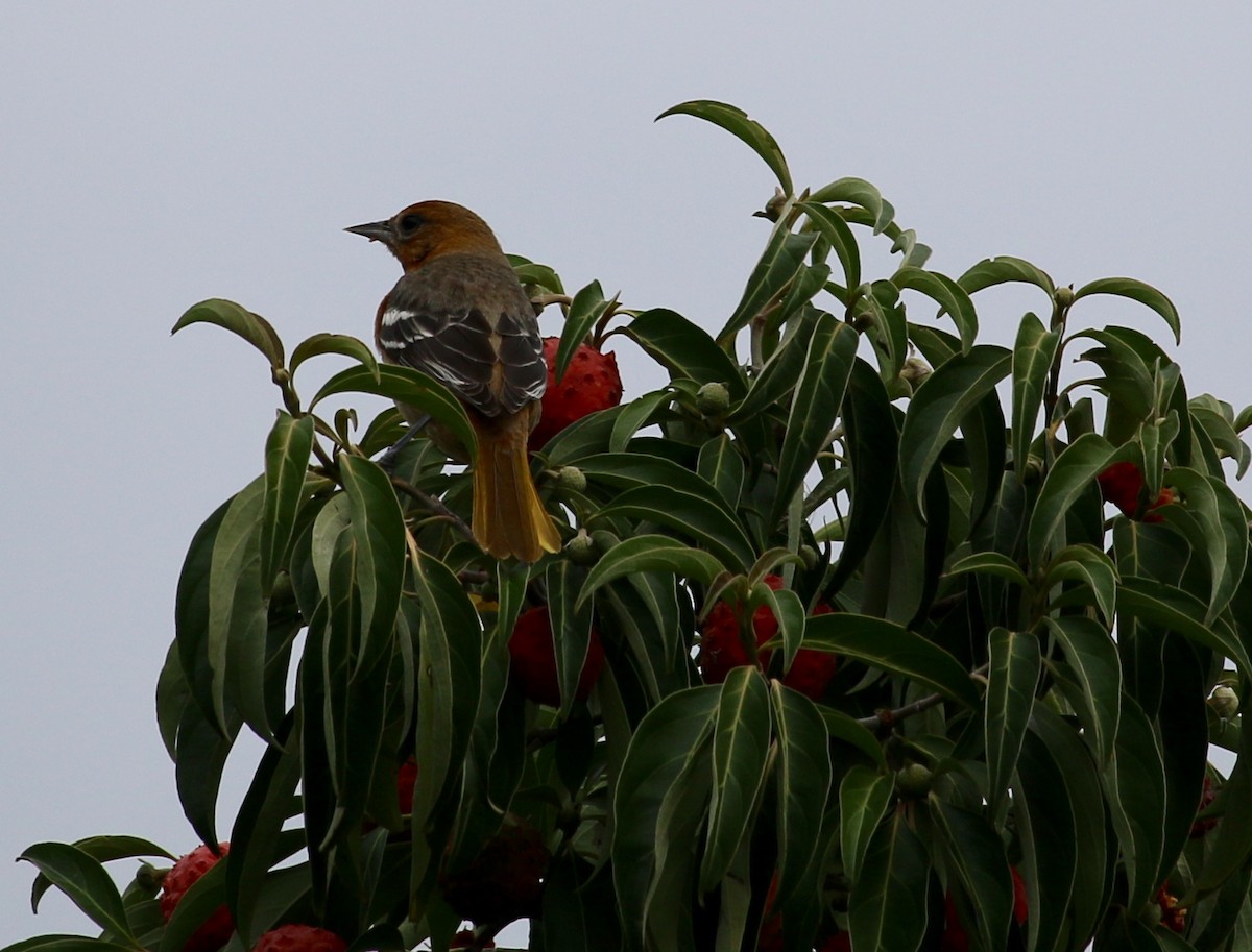 Baltimore Oriole - Brad Elvert