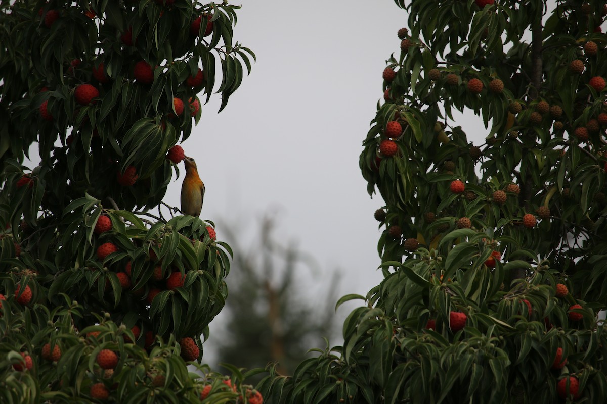 Baltimore Oriole - ML72637391