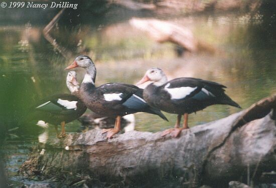 White-winged Duck - ML726385