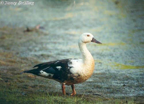 White-winged Duck - ML726386