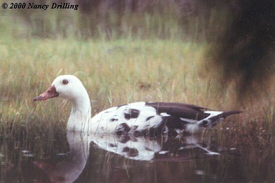 White-winged Duck - ML726387