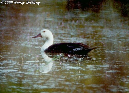 White-winged Duck - ML726388