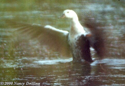 White-winged Duck - ML726389