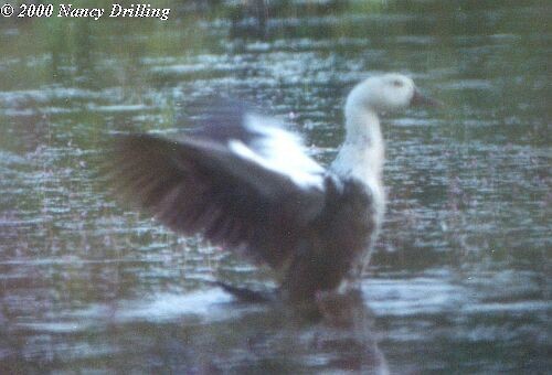 White-winged Duck - ML726390