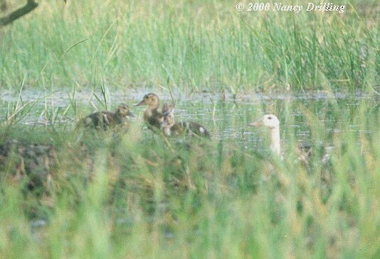 White-winged Duck - ML726391