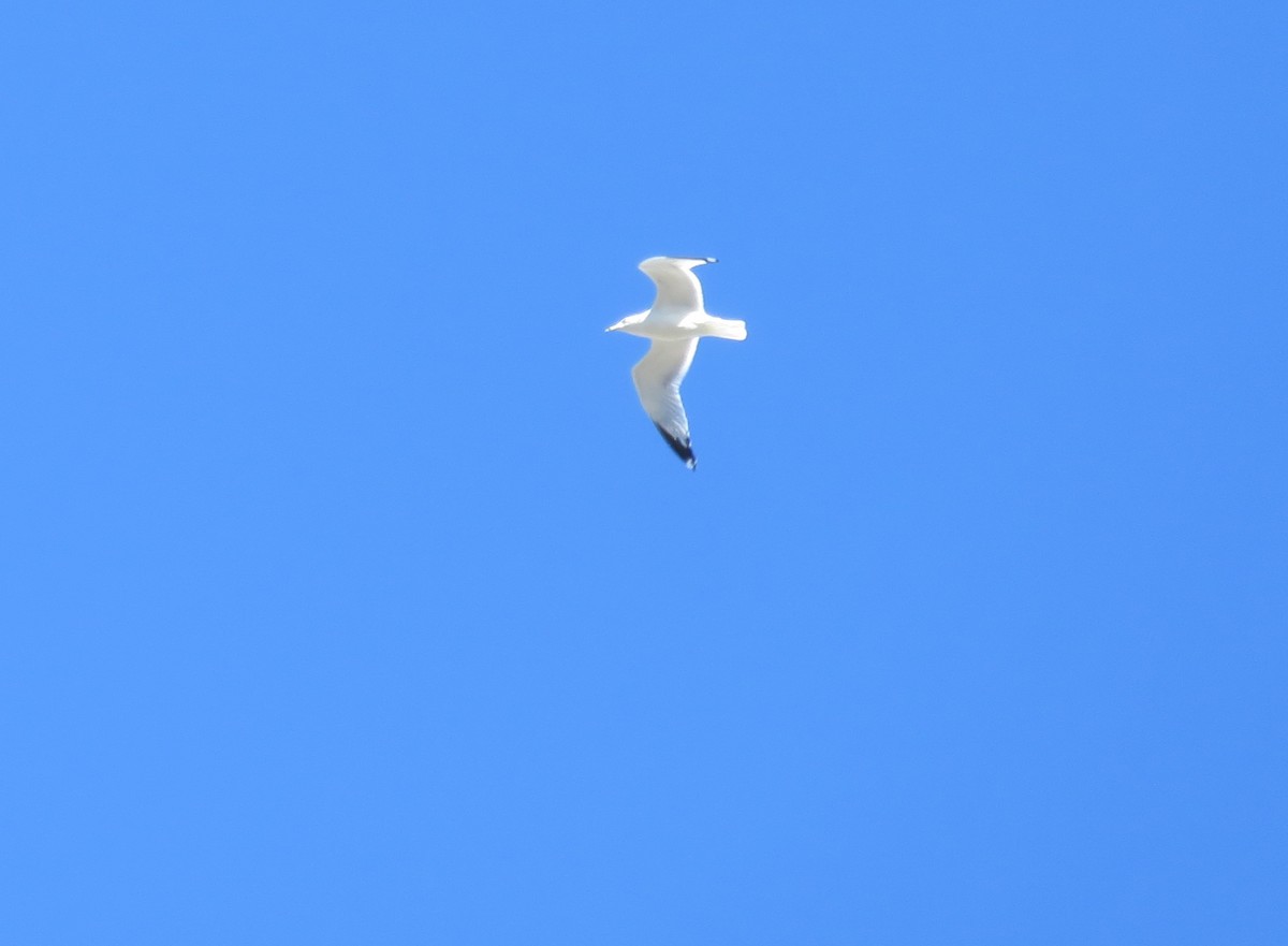 Ring-billed Gull - ML72639471