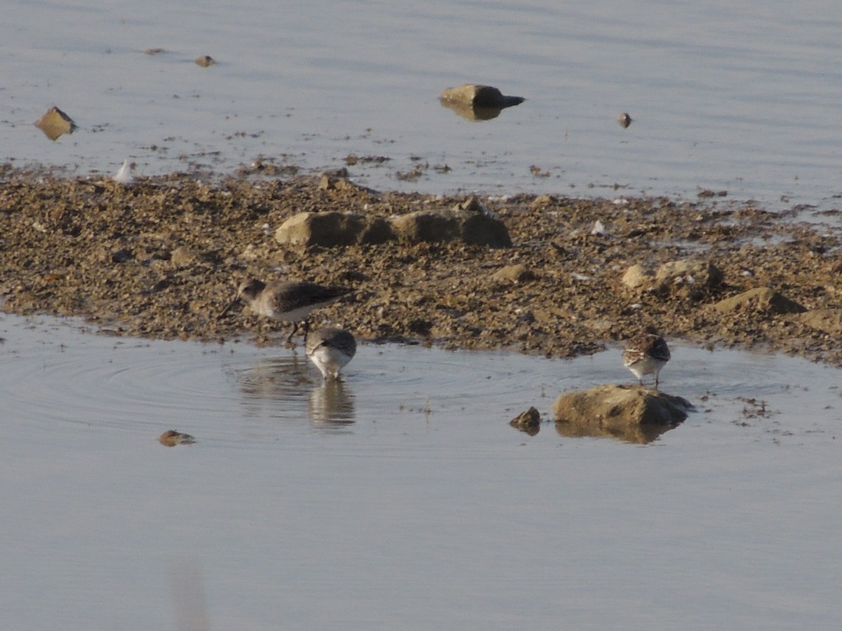 Dunlin - Bill Stanley