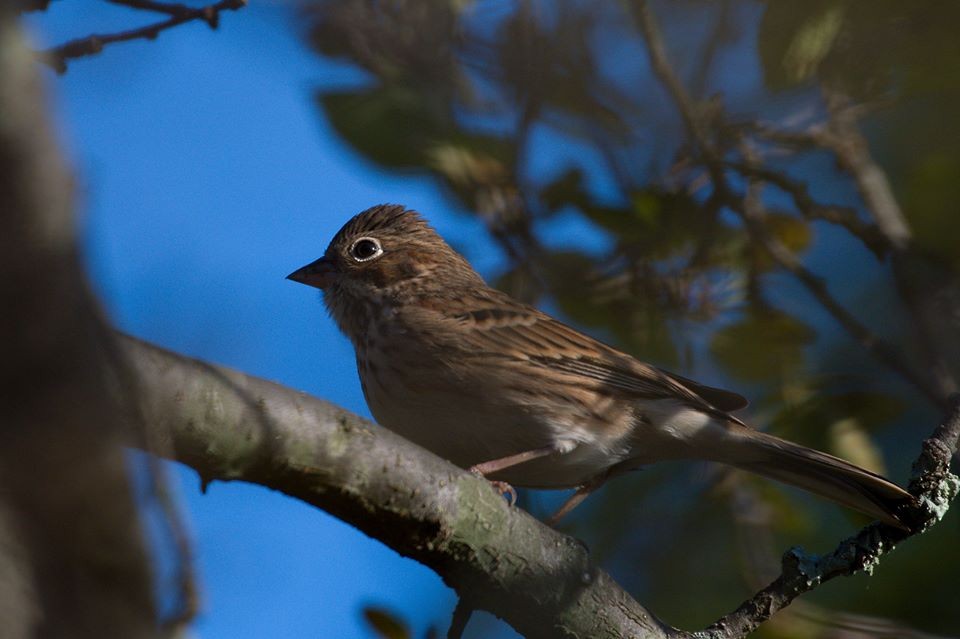 Vesper Sparrow - ML72640861