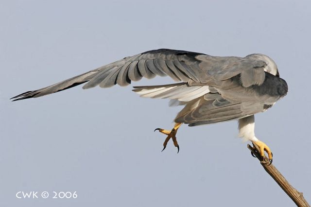 Black-winged Kite (Asian) - ML726411