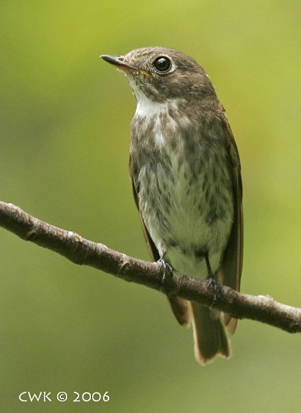 Dark-sided Flycatcher - Weng Kwong Cheah