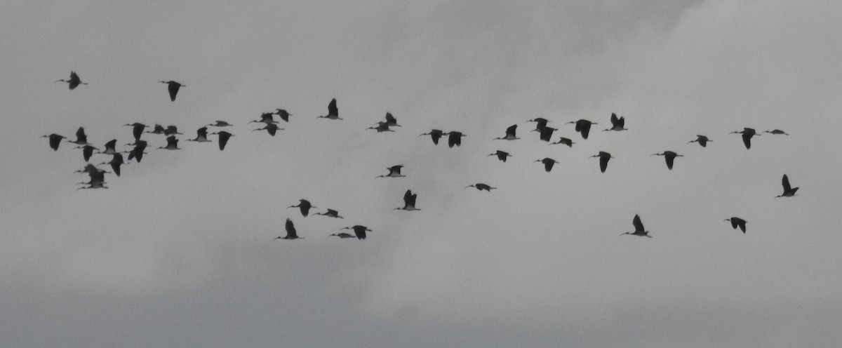 ibis slámokrký - ML72642601