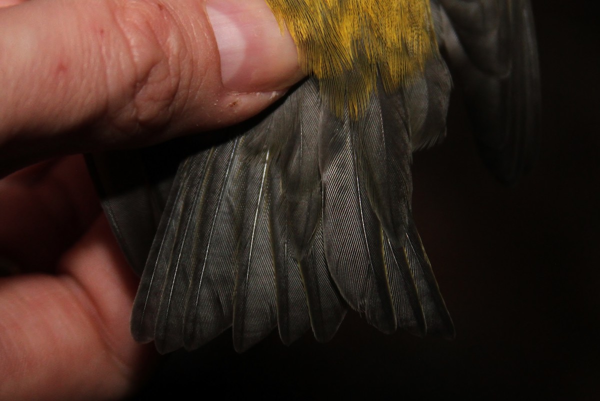 eBird Checklist - 21 Oct 2017 - Hawk Ridge Nature Reserve - 1 species ...