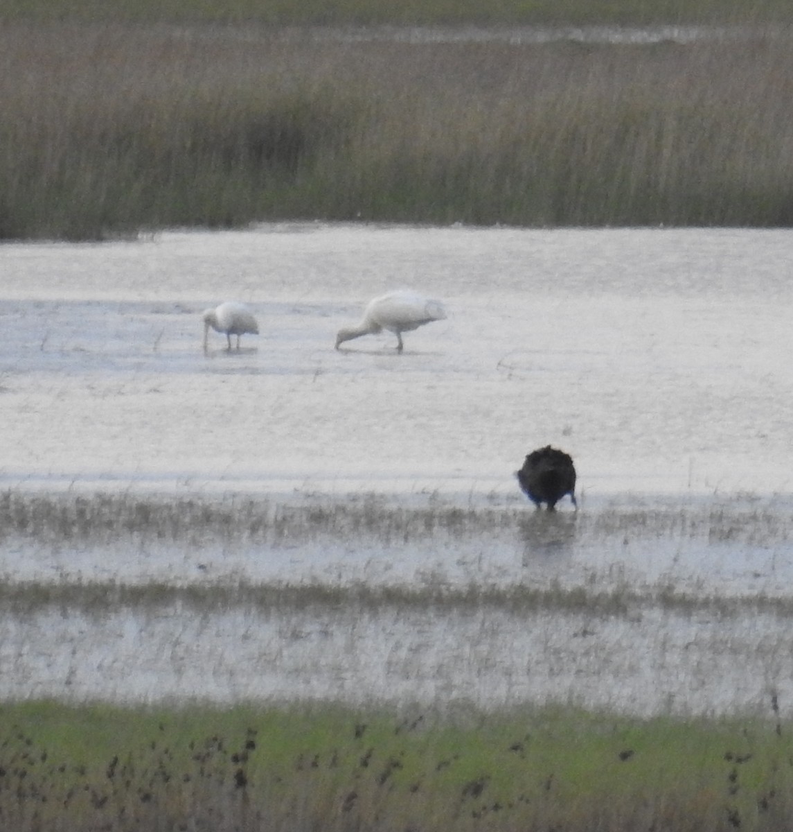 Yellow-billed Spoonbill - Colin Trainor