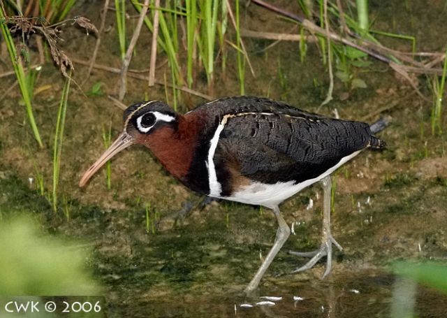 Greater Painted-Snipe - ML726427