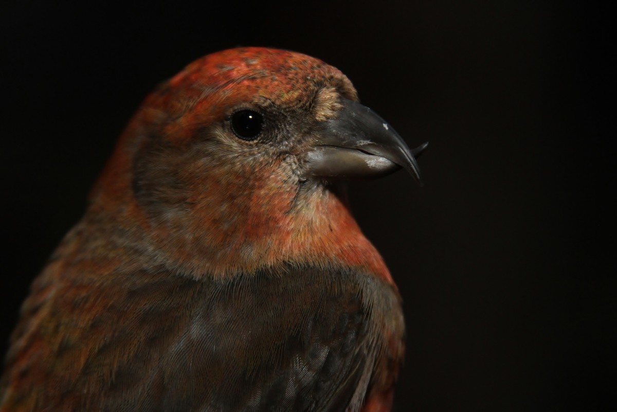 Red Crossbill (Western Hemlock or type 3) - Alex Lamoreaux