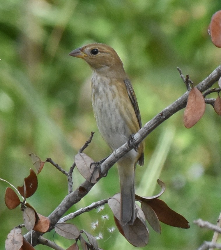 Indigo Bunting - ML72645681