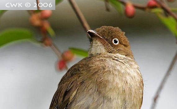 Bulbul Ojiblanco (simplex/halizonus) - ML726460