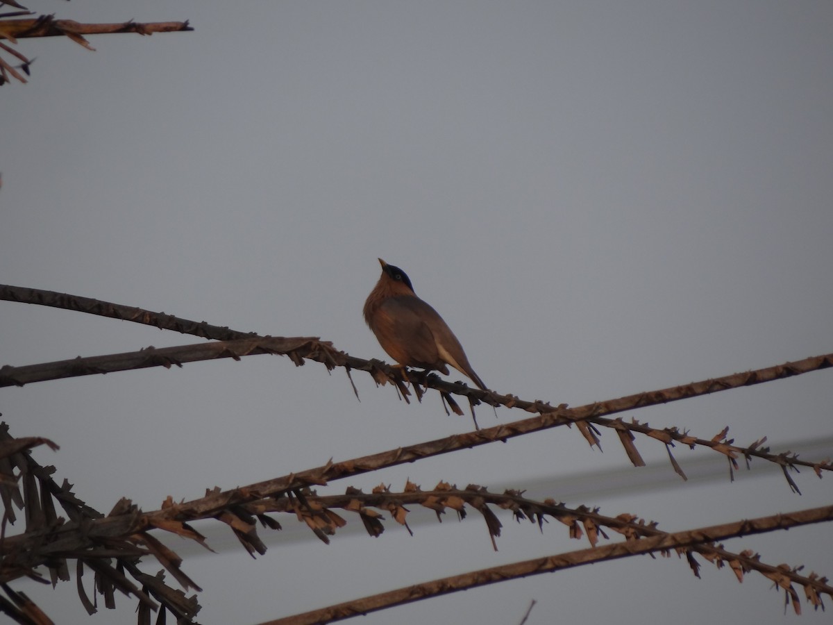 Brahminy Starling - ML72646071