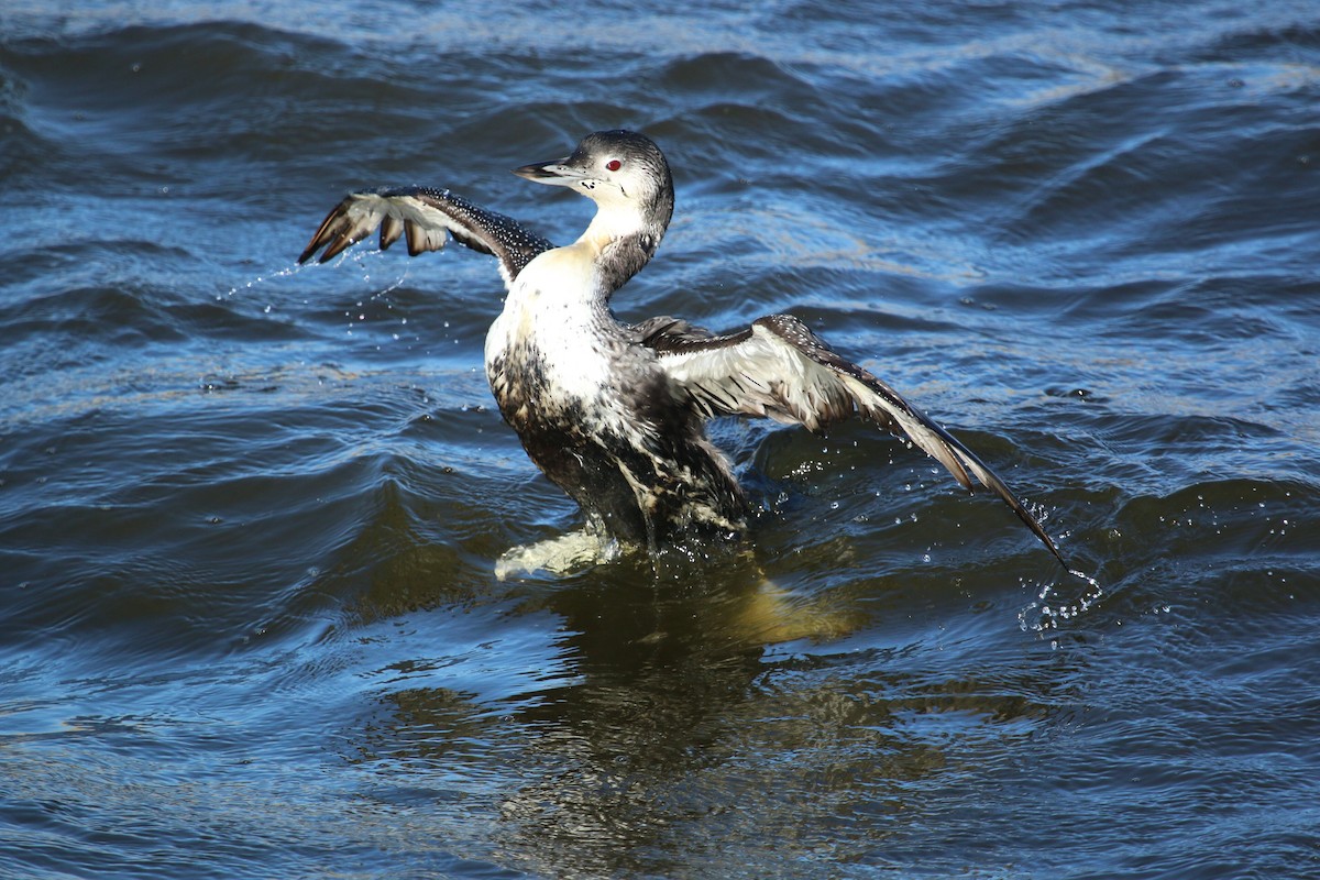 Common Loon - ML72647131