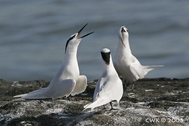 Black-naped Tern - ML726477