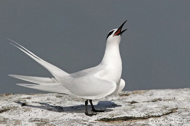 Black-naped Tern - ML726478