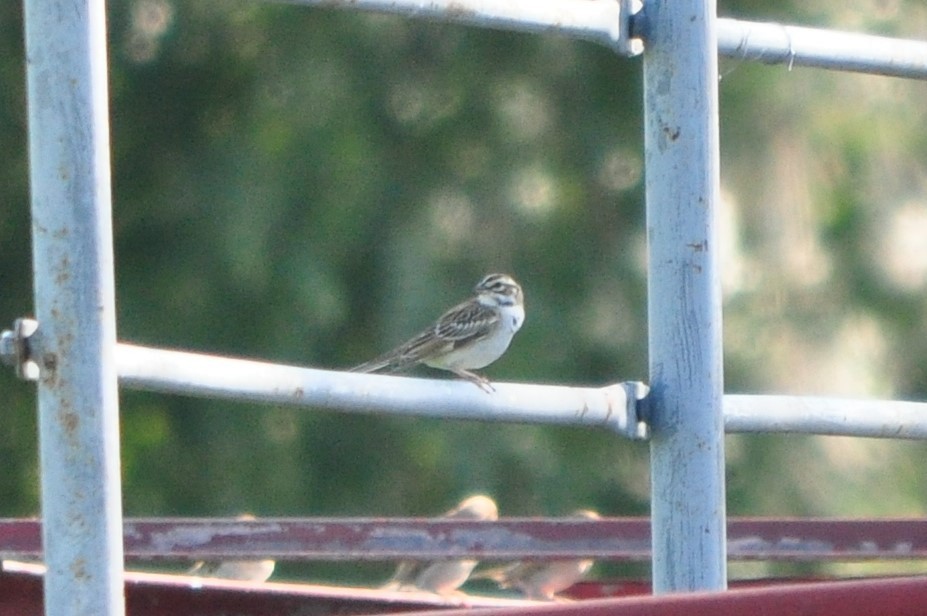 Lark Sparrow - ML72650701