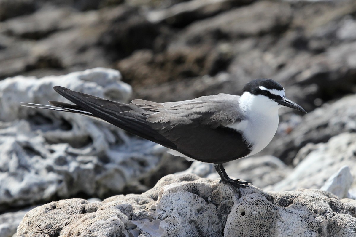 Bridled Tern - Ray Turnbull